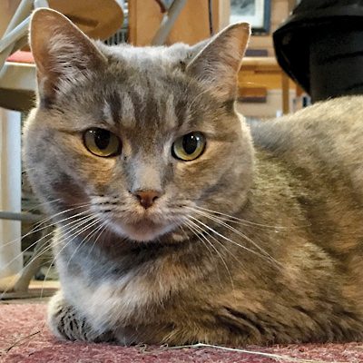 Animal Messenger of the Day: Misty Mew | Spring Farm CARES