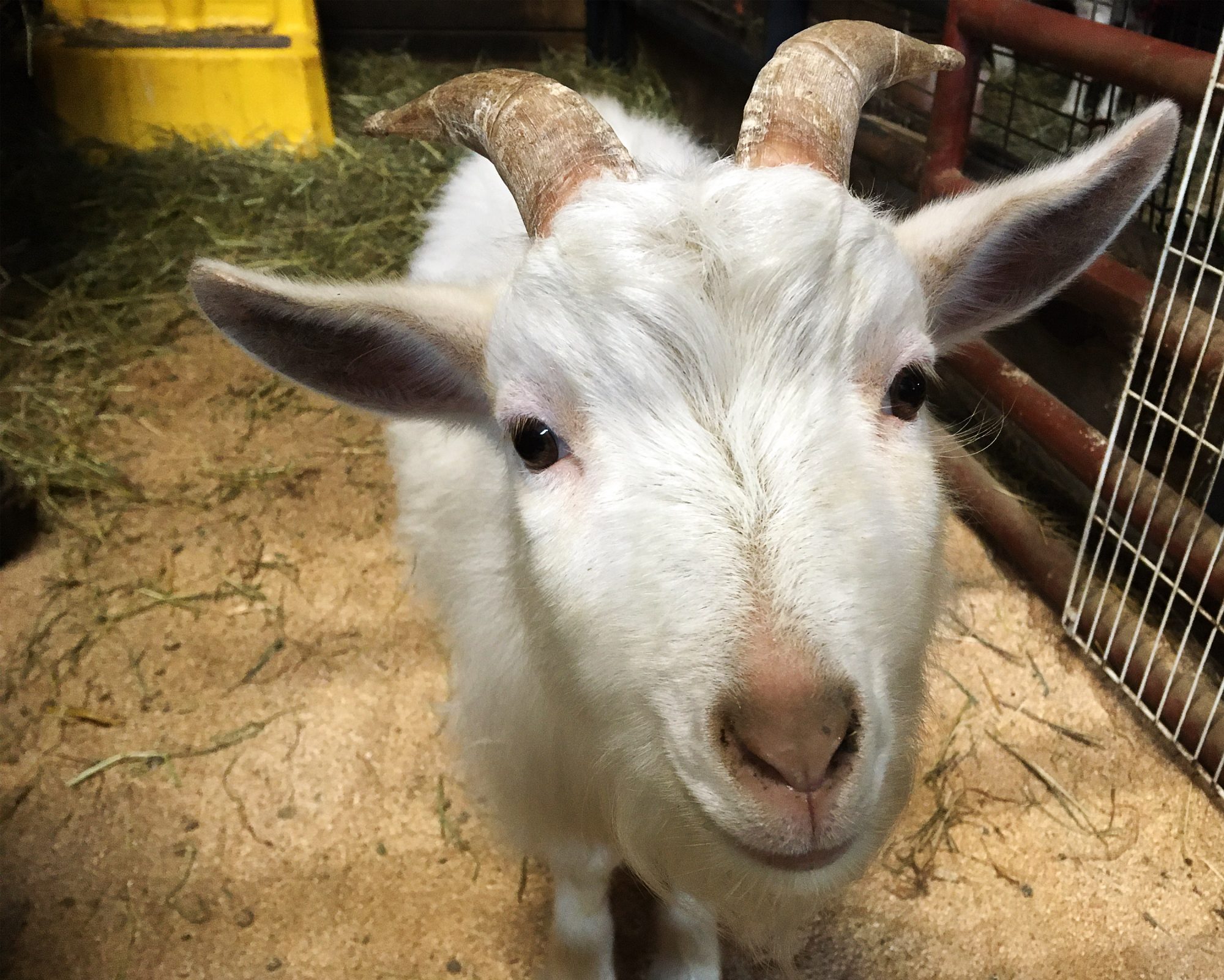 Animal Message Of The Day Snowball Spring Farm CARES