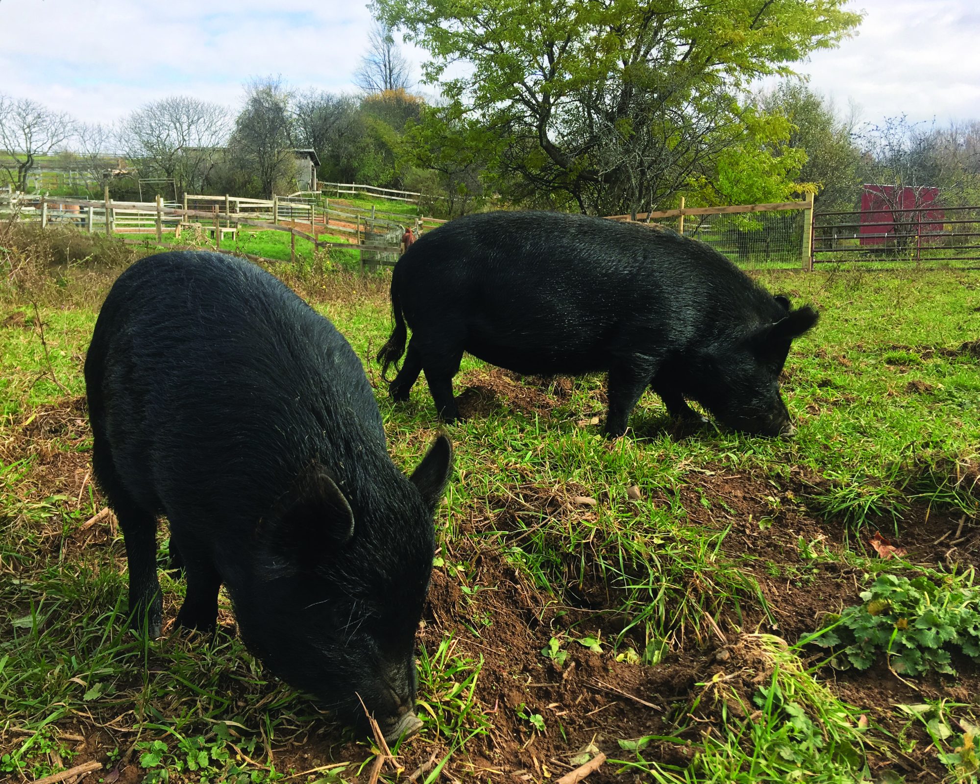 Animal Message Of The Day Edgar Spring Farm Cares